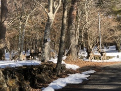 Cervus nippon centralis