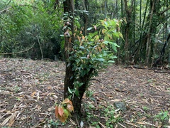 Castanopsis formosana