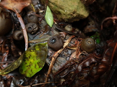 Trichaleurina tenuispora