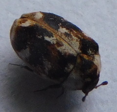 Anthrenus picturatus