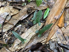 Aristolochia shimadae