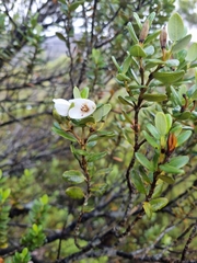 Eucryphia milliganii