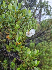 Eucryphia milliganii