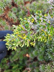 Coprosma nitida