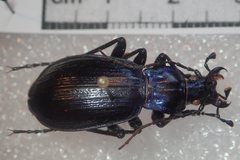 Carabus solieri
