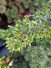 Coprosma nitida