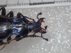 Carabus solieri