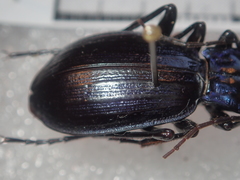 Carabus solieri