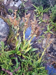 Milligania densiflora