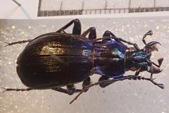 Carabus solieri