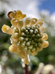 Edgeworthia chrysantha