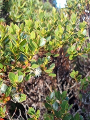Eucalyptus vernicosa