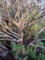 Eucalyptus vernicosa