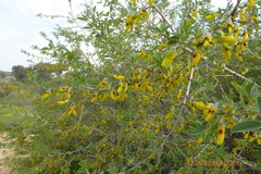 Anagyris foetida