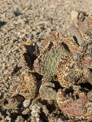 Opuntia basilaris