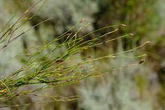 Restio sieberi