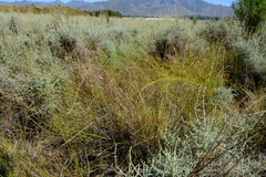 Restio sieberi