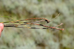 Restio sieberi