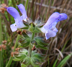 Salvia verbenaca