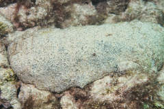 Holothuria whitmaei