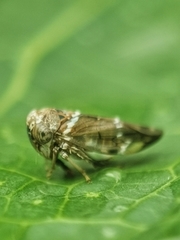 Idioscopus nitidulus