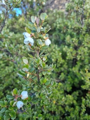 Eucryphia milliganii