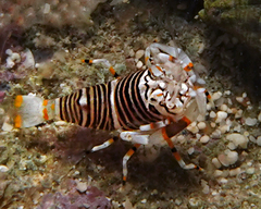 Gnathophyllum americanum