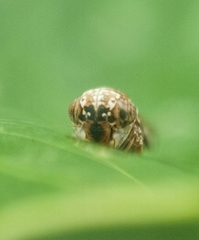 Idioscopus nitidulus