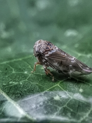 Idioscopus nitidulus