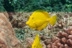 Yellow Tang photo 2