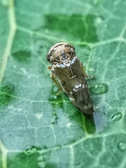 Idioscopus nitidulus