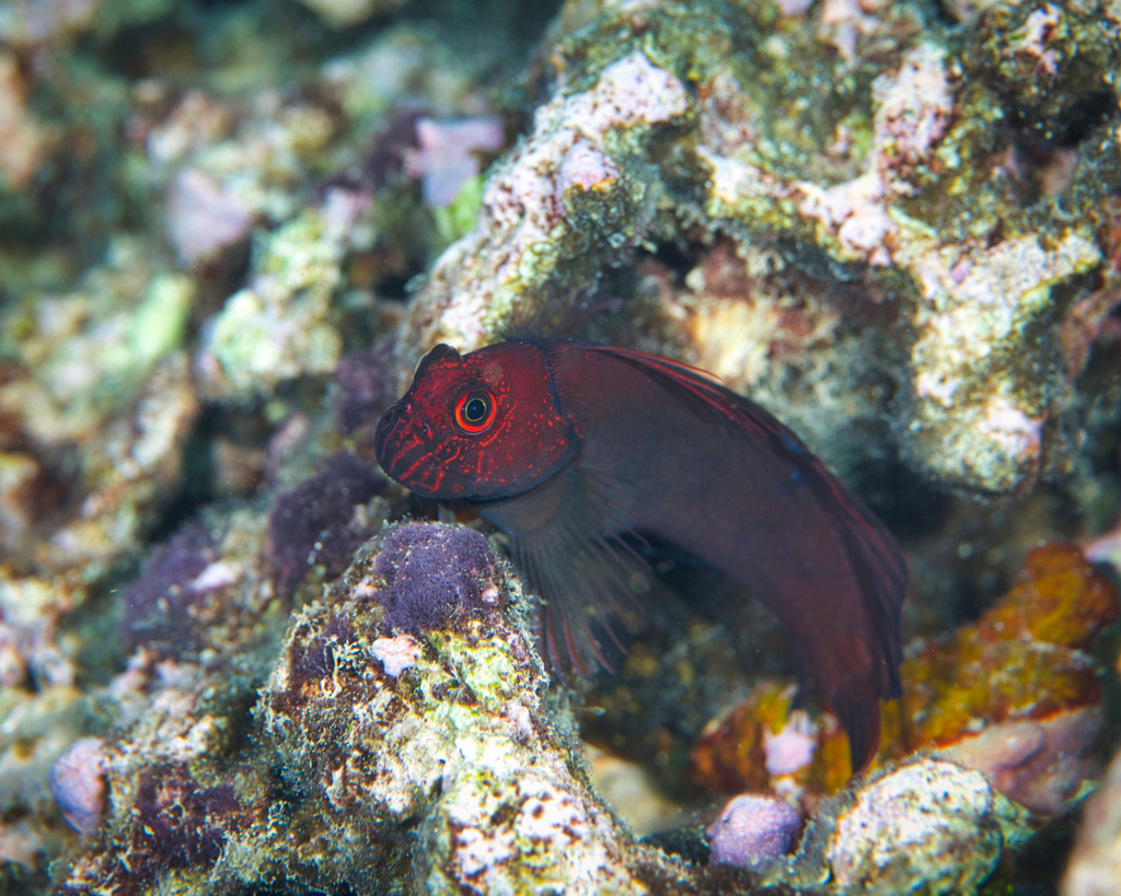 Red-Head Blenny