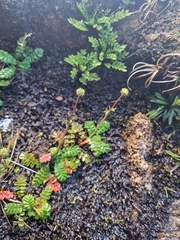 Acaena montana