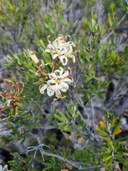 Lomatia polymorpha