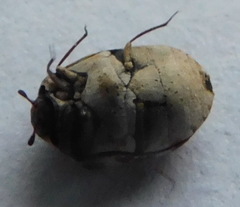 Anthrenus picturatus