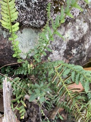 Blechnum parrisiae