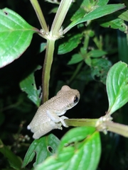 Trachycephalus typhonius