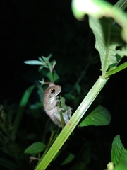 Trachycephalus typhonius