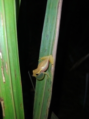Dendropsophus walfordi