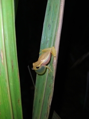 Dendropsophus walfordi
