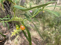 Solanum linearifolium