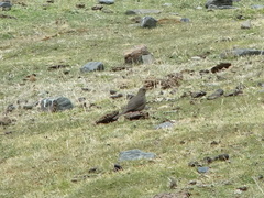 Turdus chiguanco
