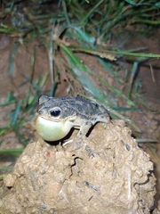 Rhinella major