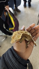 Correlophus