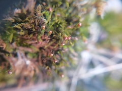 Schistidium crassipilum