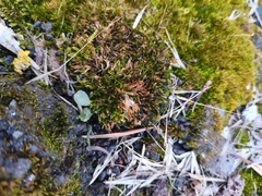 Schistidium crassipilum