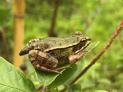Pelophylax lessonae