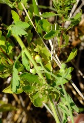Nidorella ulmifolia