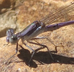 Argia hinei