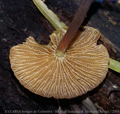 Heimiomyces